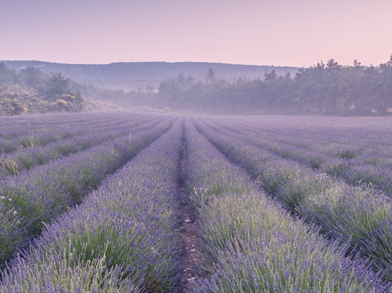 A field of purple blooming lavendar. 
